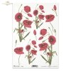 poppy, poppies, flower, flowers, R416